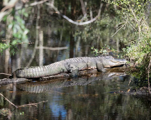 Alligator Vista Primer Plano Del Perfil Agua Descansando Sobre Tronco — Foto de Stock