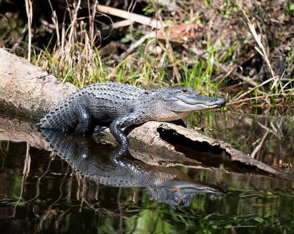 Alligator Vista Primer Plano Del Perfil Que Descansa Sobre Tronco — Foto de Stock