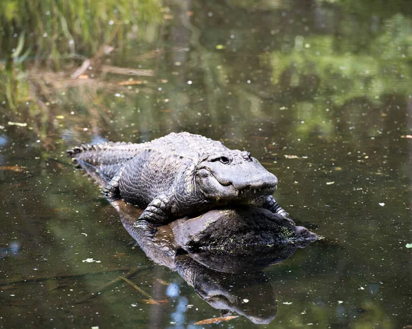 Alligator Vista Primer Plano Del Perfil Descansando Sobre Tronco Junto — Foto de Stock