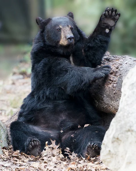 Orso Nero Appoggiato Una Roccia Tronco Agitando Fotocamera Mentre Esponeva — Foto Stock