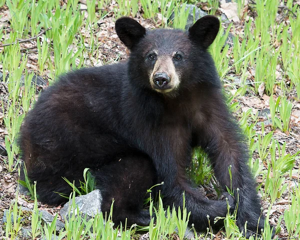 Urso Negro Descansando Campo Olhando Para Câmera Enquanto Expõe Seu — Fotografia de Stock