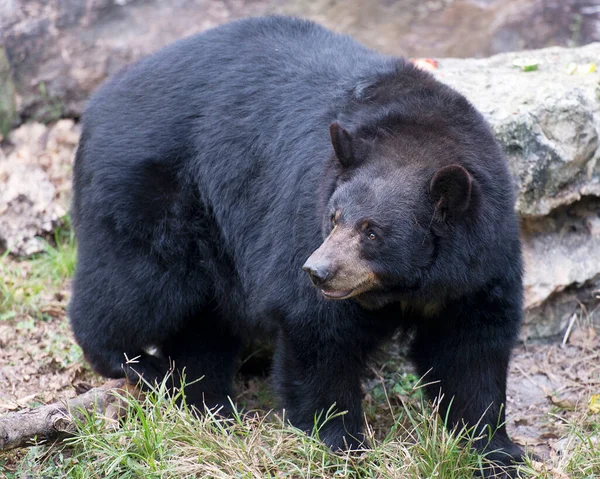 Urso Preto Close Vista Perfil Floresta Por Uma Rocha Expondo — Fotografia de Stock