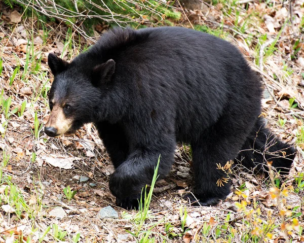 Visão Perfil Close Animal Urso Preto Forrageando Campo Seu Entorno — Fotografia de Stock