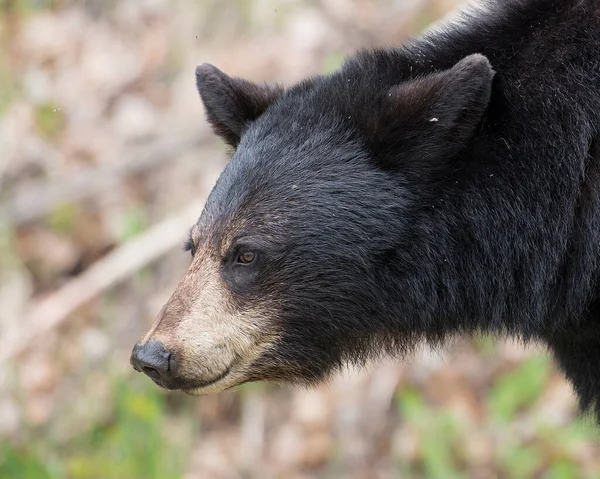Black Bear head close-up profile with a blur background in the forest displaying its head, ears, eyes, nose, muzzle in its surrounding and environment. Bear head close-up.