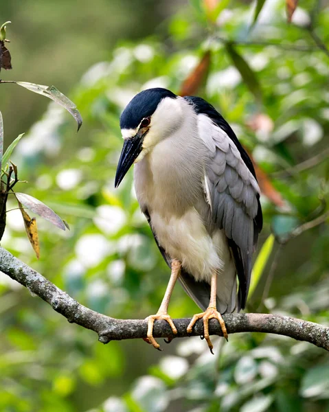 Fekete Koronás Éjszakai Heron Madár Ült Egy Ágon Bokeh Háttér — Stock Fotó