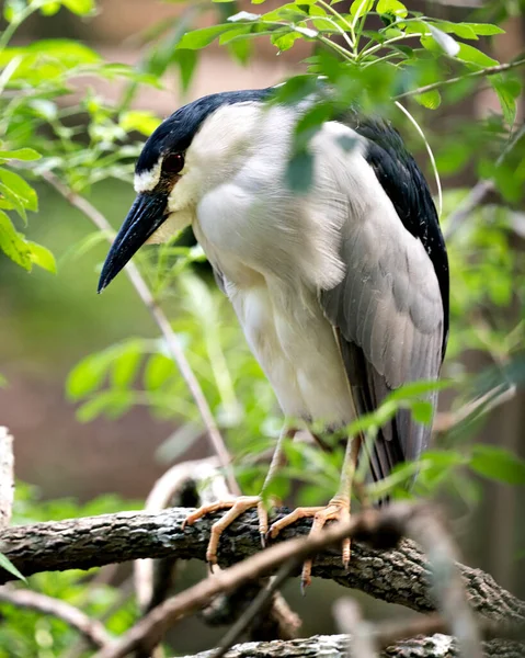 Black Crowned Night Heron Bird Perched Branch Bokeh Background Displaying — Stock Photo, Image