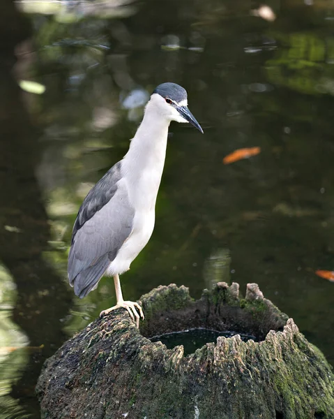 Schwarzgekrönter Nachtreiher Steht Auf Einem Baumstamm Mit Loch Wasser Und — Stockfoto