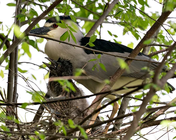 Schwarzgekrönter Nachtreiher Erwachsen Mit Babys Auf Dem Nest Zeigt Kopf — Stockfoto