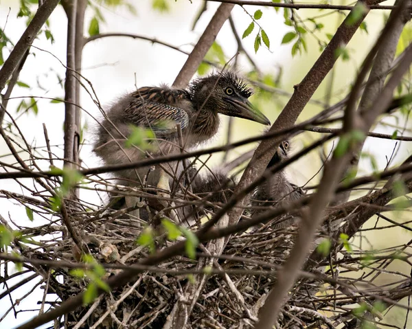 Schwarzgekrönte Nachtreiherbabys Nest Mit Hintergrund Und Vordergrundzweigen Die Ihrer Umgebung — Stockfoto