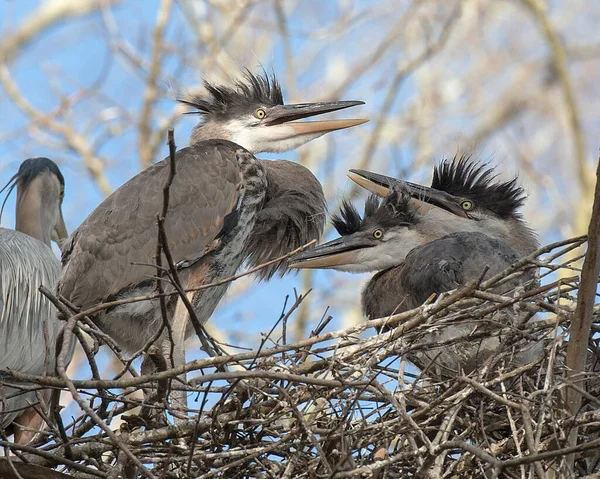 Bleu Heron Kuşları Yuvaya Yakın Profil Görüntüsü Verir Mavi Tüylerini — Stok fotoğraf