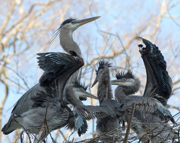 Bleu Heron kuşları yuvaya yakın profil görüntüsü, mavi tüylerini sergiliyor, kanatlarını açıyor, gaga, göz, kanatlar, uzun bacaklar ve sahte bir arka plan..