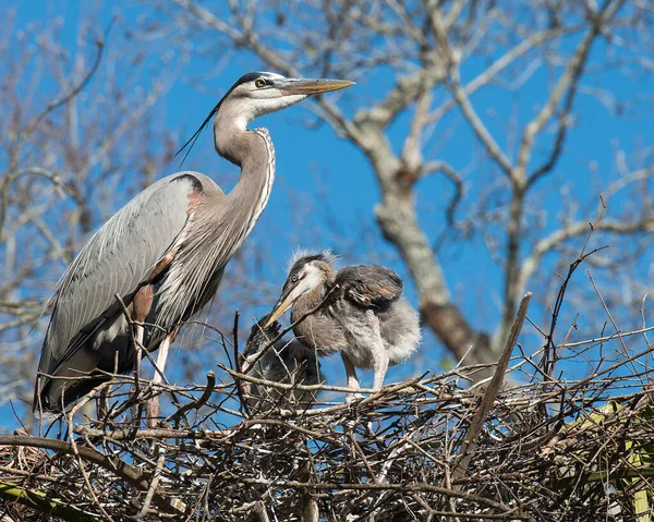 Blue Heron Fåglar Närbild Profil Boet Visar Sina Blå Fjäderdräkt — Stockfoto