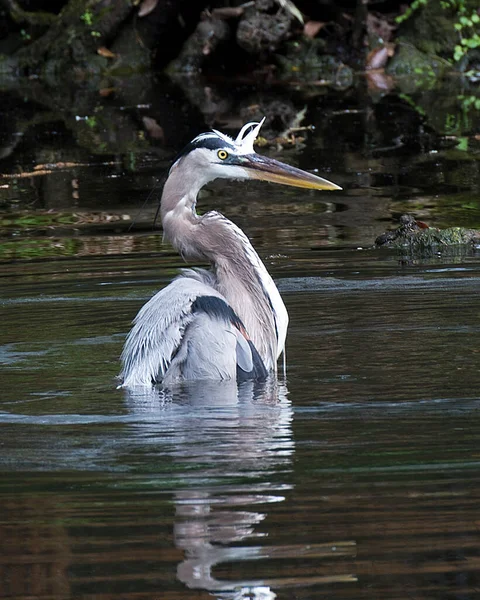 Blue Heron Bird Close Profile View Water Balthing Displaying Blue — Fotografia de Stock