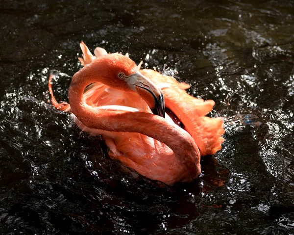 Flamingo Pássaro Água Uma Vista Perto Banho Exibindo Suas Belas — Fotografia de Stock