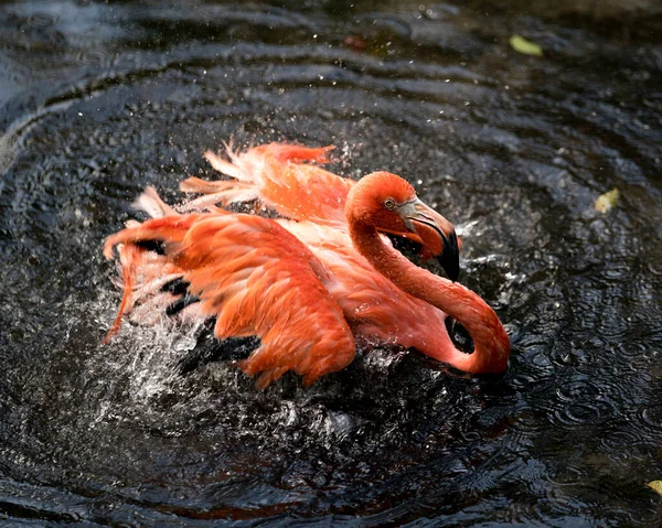 Flamingo Madár Közelkép Profil Kilátás Víz Fröccsenő Víz Szárnyait Megjelenítő — Stock Fotó