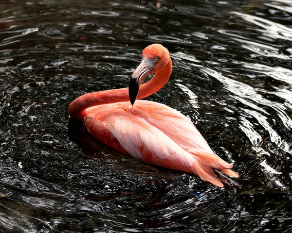 Sudaki Flamingo Kuşu Yakından Profil Görüntüsü Güzel Tüylerini Başını Uzun — Stok fotoğraf