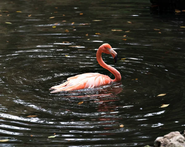 フラミンゴの鳥はプロフィールビューを閉じ その美しい羽 くちばし その環境と周囲を表示します — ストック写真