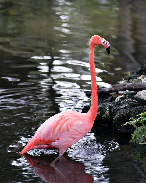Flamingo Fågel Närbild Profil Visa Sin Vackra Fjäderdräkt Huvud Lång — Stockfoto