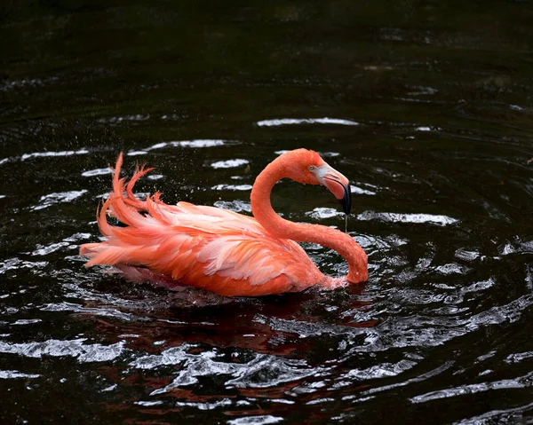 Flamingo Πουλί Close Προβολή Προφίλ Εμφανίζει Όμορφο Φτέρωμα Κεφάλι Μεγάλη — Φωτογραφία Αρχείου