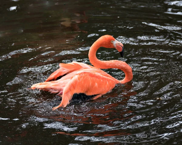 Flamingo Πουλί Close Προβολή Προφίλ Εμφανίζει Όμορφο Φτέρωμα Κεφάλι Μεγάλη — Φωτογραφία Αρχείου