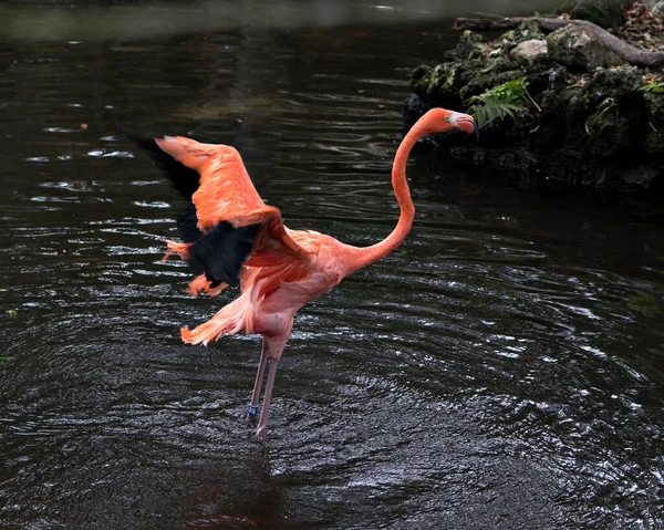 Flamingo Bird Close Profile View Water Exibindo Suas Asas Espalhadas — Fotografia de Stock