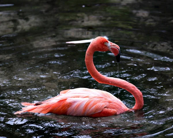 Flamingo Vogel Nahaufnahme Profil Ansicht Wasser Zeigt Seine Schönen Federn — Stockfoto