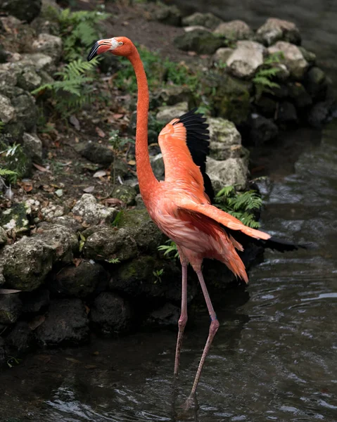 Flamingo Vogel Nahaufnahme Wasser Mit Ausgebreiteten Flügeln Wunderschönem Gefieder Kopf — Stockfoto