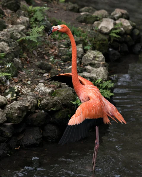 Flamingo Vogel Nahaufnahme Wasser Mit Ausgebreiteten Flügeln Wunderschönem Gefieder Kopf — Stockfoto