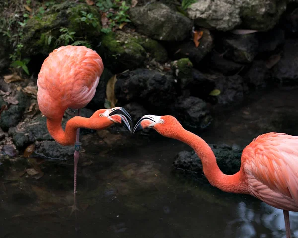 Flamingo Vogel Close Profiel Van Een Paar Het Water Interactie — Stockfoto