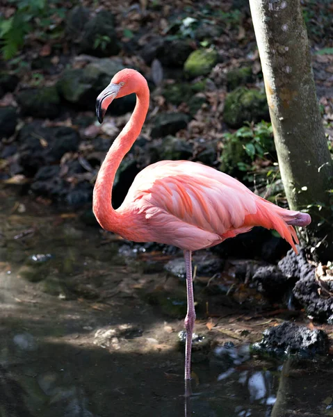 Фламинго Птица Крупным Планом Вид Воду Отображая Тело Крылья Длинная — стоковое фото