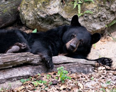 Vücudunu, başını, kulaklarını, gözlerini, ağızlığını, pençelerini, çevresini ve çevresini göstererek yürümeye devam ediyor ve kameraya bakıyor. Siyah kürk. 