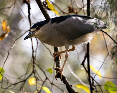 Kara Akbaba başını, gözünü, gagasını ve siyah tüylerini gösteren kanatlarıyla yaklaşır ve çevrenin tadını çıkarır ve güzel bulanık bir arka planla çevresini sarar..