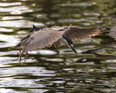 Kara Taç Giyen Gece Balıkçıl 'ın yakın çekim profil görüntüsü, çevresindeki ve etrafındaki suyun üzerinde geniş kanatları ile uçuyor. Uçan kuş. Kanatlarını aç.