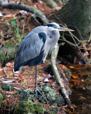 Bleu Heron kuşunun yakından profil görüntüsü, su kenarındaki bir kayanın üzerinde duruyor, mavi tüyler tüyler, gaga, ayak, göz çevresindeki ve çevresindeki.