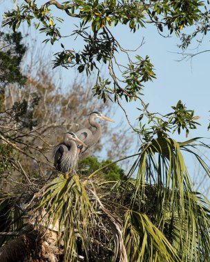 Mavi balıkçıl kuşları kur yaparken yuvaya yakın profil görüntüsü verir. Mavi tüylerini, kanatlarını, gagalarını, gözlerini, çevrelerinde ve etraflarında bulanık bir arka planı olan uzun bacaklarını gösterirler. İnşa yuvası. Kur yapan kuş..