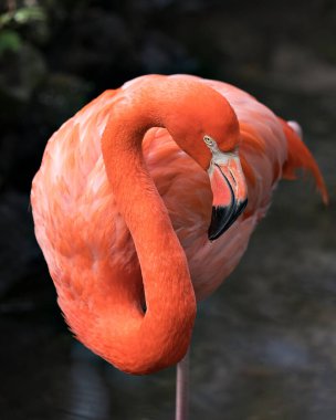 Flamingo kuşunun yakından profil görüntüsü su, gövde, kanatlar, uzun boyun, kafa, gaga, çevrede uzun bacaklar ve bulanık bir arkaplan ile çevrelenir. Flamingo güzel kuş..