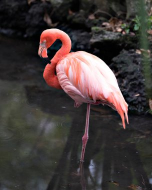 Flamingo kuşunun yakından profil görüntüsü su, gövde, kanatlar, uzun boyun, kafa, gaga, çevrede uzun bacaklar ve bulanık bir arkaplan ile çevrelenir. Flamingo güzel kuş..