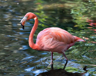 Sudaki flamingo kuşu pembe kanatları, kanatları, uzun boynu, kafası, gagası, çevresindeki su arka planına sahip uzun bacakları ve etrafını saran.