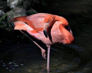 Flamingo kuşu suda dinleniyor. Vücudu, kanatları, uzun boynu, kafası, gagası, çevresinin tadını çıkaran ve çevresini saran uzun bacakları ortaya çıkıyor..