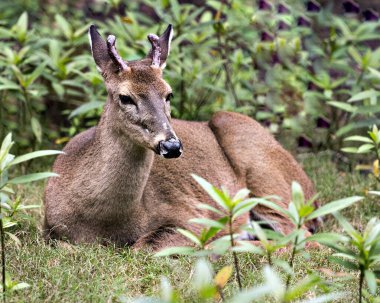 Geyik (Florida Key Geyiği) kameraya yakından bakar, başını, boynuzlarını, kulaklarını, gözlerini, burnunu, çevresini ve çevresini yeşillik arka planıyla gösterirken dinlenir..
