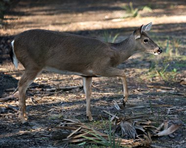 Geyik Beyaz Kuyruklu Geyik yakından profil görüntüsü kahverengi kürk, vücut, kafa, kulaklar, gözler, burun, bacaklar, çevresindeki bulanık arka plan ve çevresindeki.