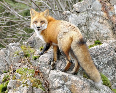 Ormandaki kırmızı tilki portre görüntüsü yosun ve çam ağaçlarının arka planında büyük bir kayanın üzerinde duruyor ve kameraya bakıyor, çevresindeki ve çevresindeki gövdesini ve çalılık kuyruğunu gösteriyor. Tilki tüylü kuyruk. Tilki kürkü.