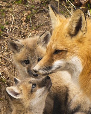 Tilki Kızıl Tilki, annesinin ormanda tilkileriyle etkileşime girdiğini yakından görüyor. Kürkünü, başını, gözlerini, kulaklarını, burnunu, patilerini, kuyruğunu gösteriyor. Anne ve yavru tilki arasındaki büyülü şefkat anı. Tilki kürkü. 