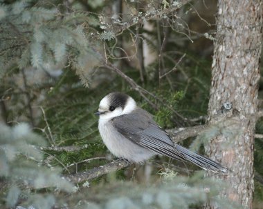 Gri Jay kuşu kabarık gövdesini, başını, gözünü, gagasını, kuyruğunu, tüylerini bir orman arka planında sergilerken kış mevsiminde çevresini ve çevresinin tadını çıkarıyordu..