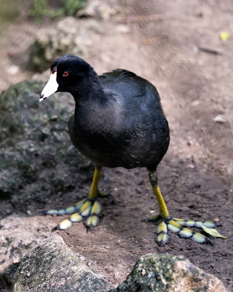 苏格兰黑鸟或美国苏格兰黑鸟 靠近水边 在岩石上行走 展示它的身体 绿色的脚和黑色的羽毛 并欣赏它的周围环境 — 图库照片