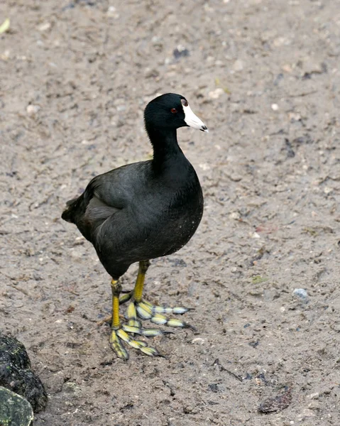 Schwarzer Scoter Oder American Scoter Vogel Aus Nächster Nähe Auf — Stockfoto