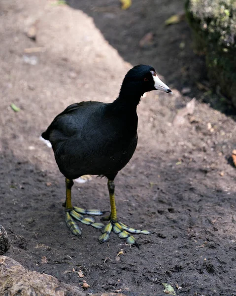 Schwarzer Scoter Oder American Scoter Vogel Aus Nächster Nähe Wasser — Stockfoto