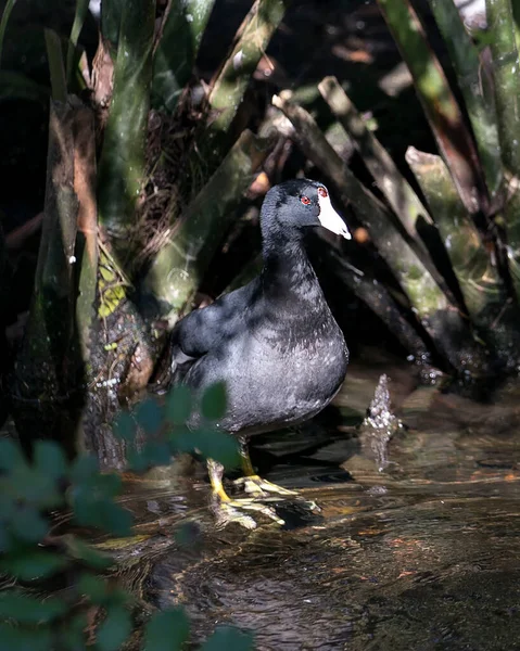 Black Scoter American Scoter Bird Close Visão Perfil Água Exibindo — Fotografia de Stock