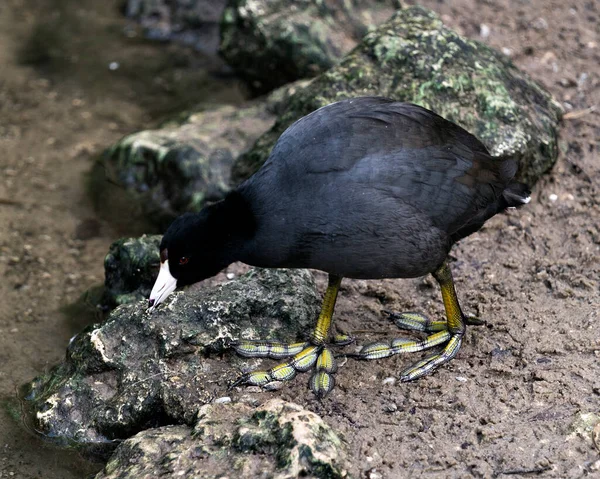 Schwarzer Scoter Oder American Scoter Vogel Aus Nächster Nähe Wasser — Stockfoto