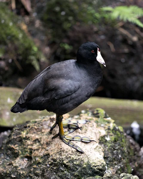 Schwarzer Scoter Vogel Oder American Scoter Vogel Aus Nächster Nähe — Stockfoto